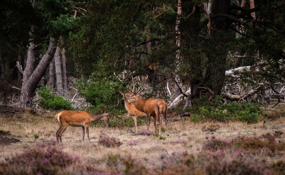 Wildlife Encounters: How to Be a Good Guest